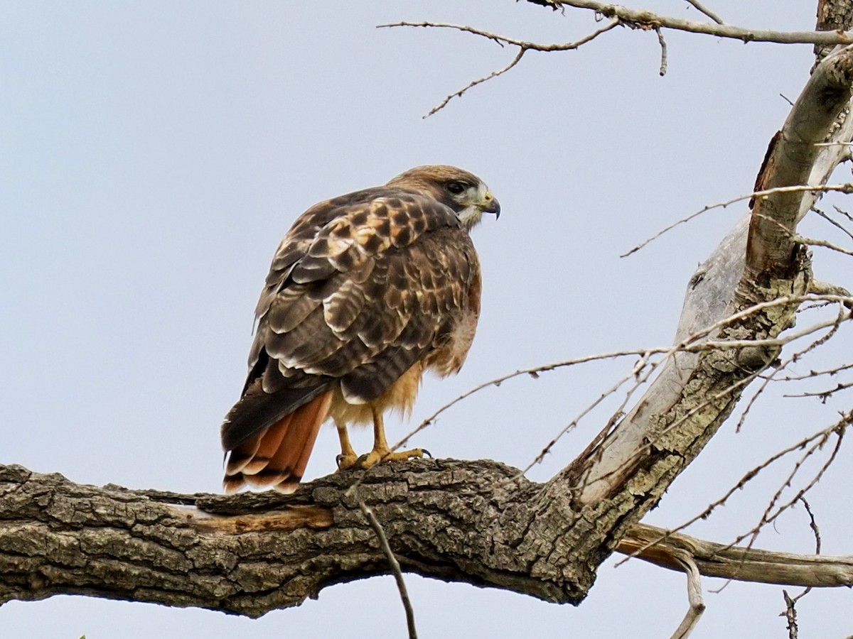 Red-tailed Hawk - ML643494255
