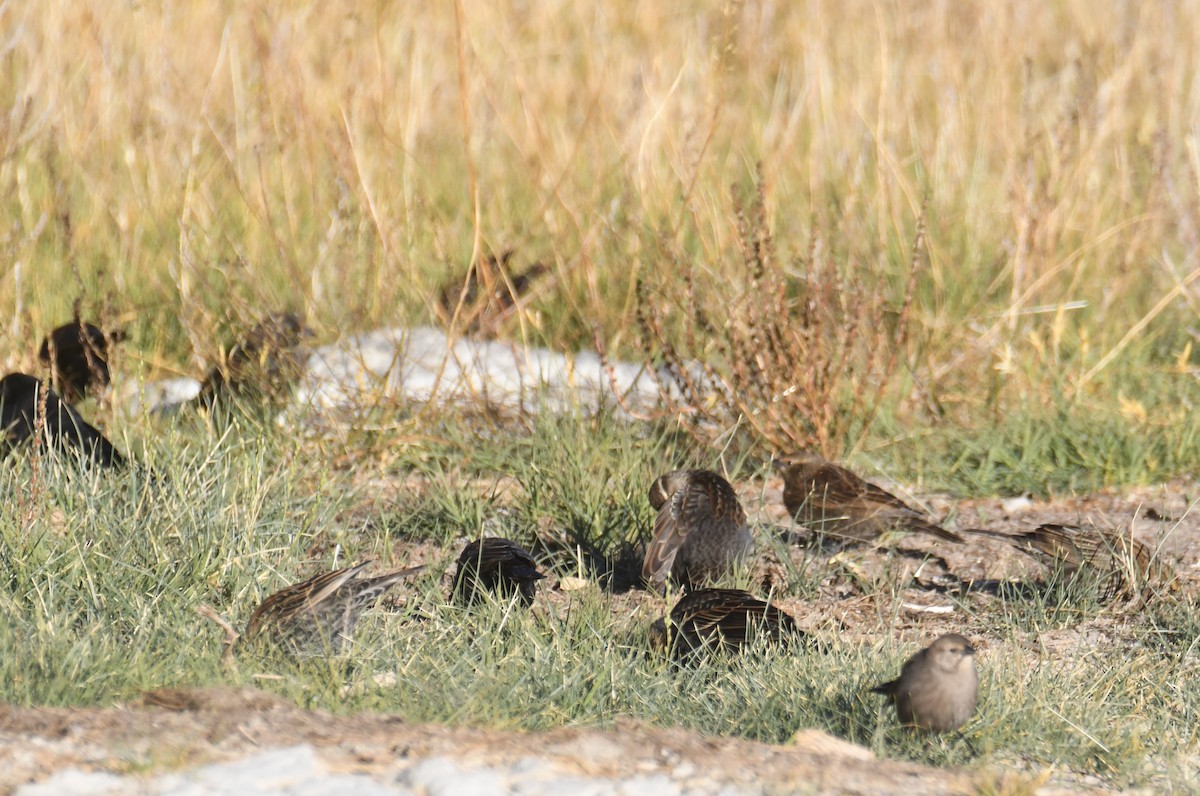Brown-headed Cowbird - ML643494257