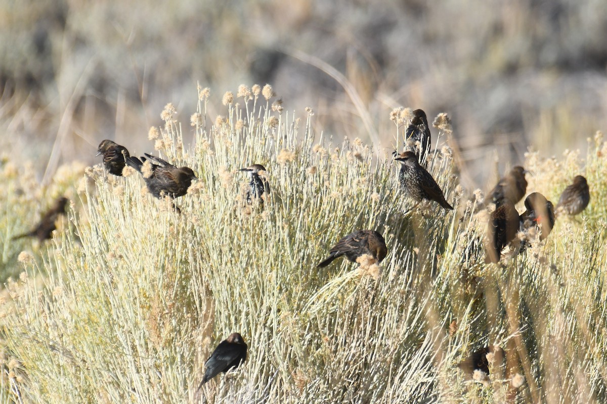 Brown-headed Cowbird - ML643494258