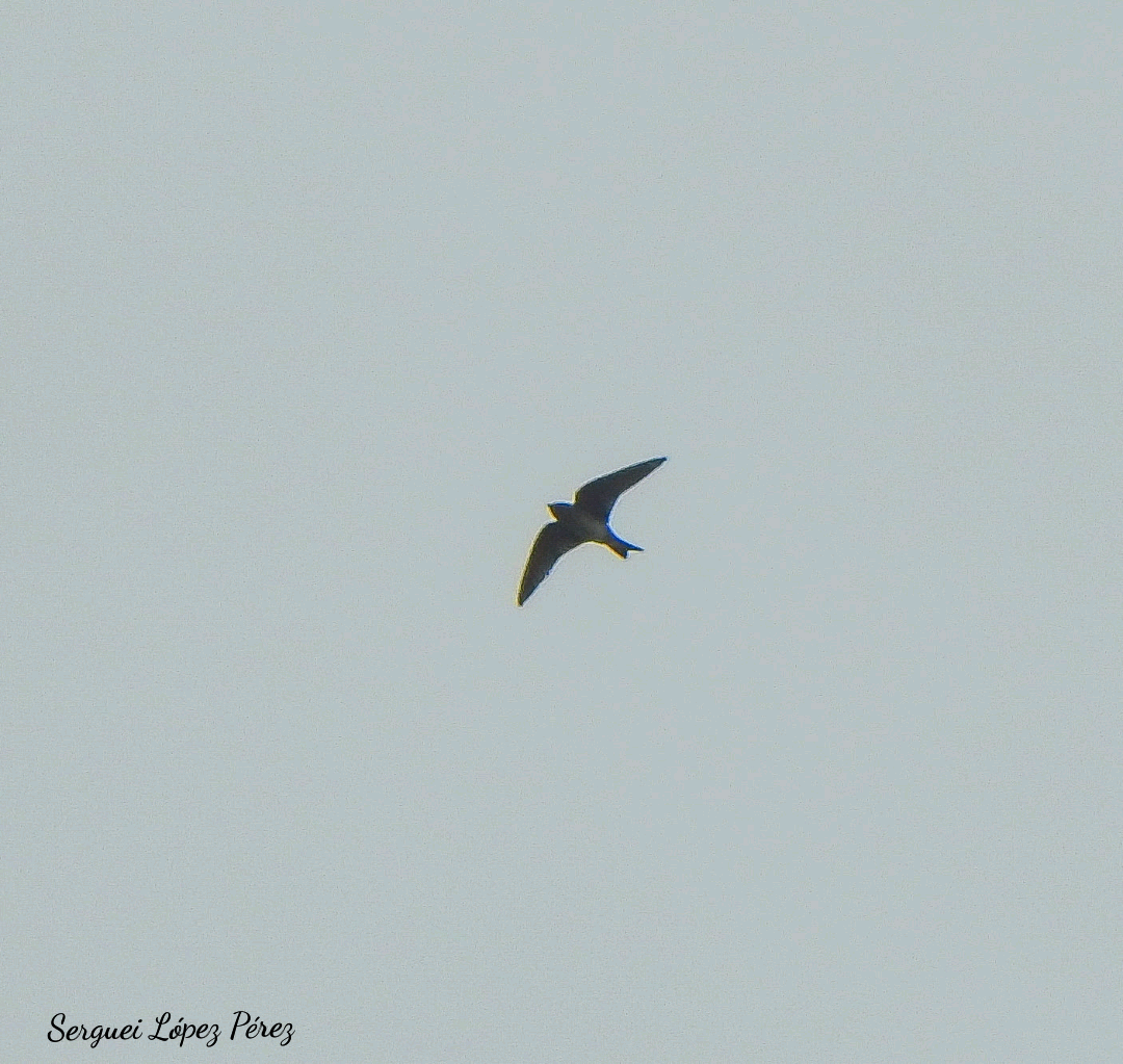 Purple Martin - ML643494261