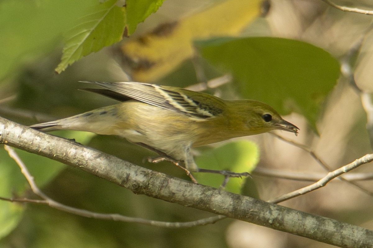 Bay-breasted Warbler - ML643494288
