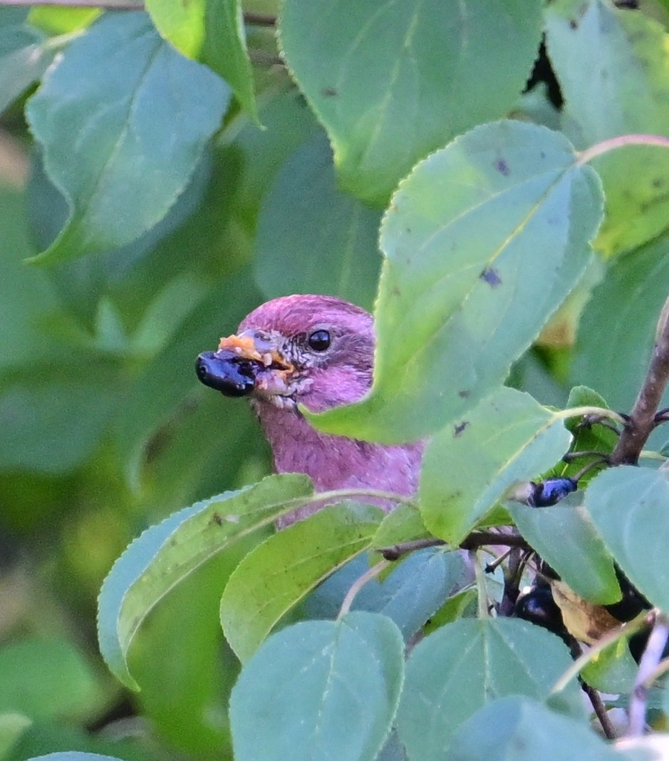 Purple Finch - ML643494294