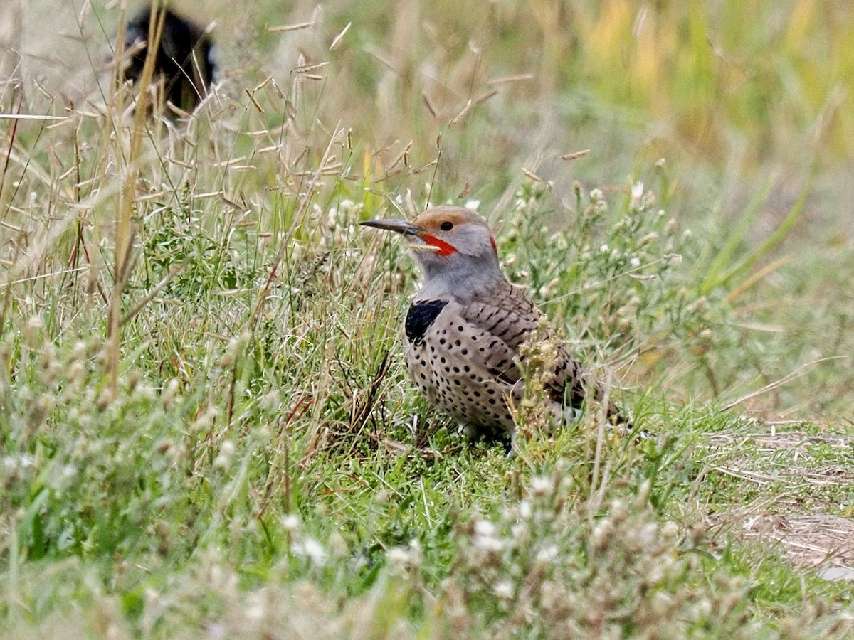 Northern Flicker - ML643494301