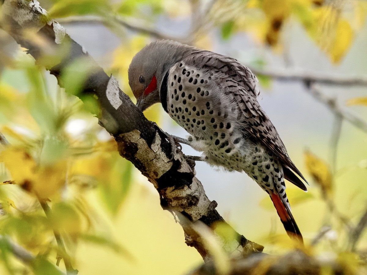 Northern Flicker - ML643494302