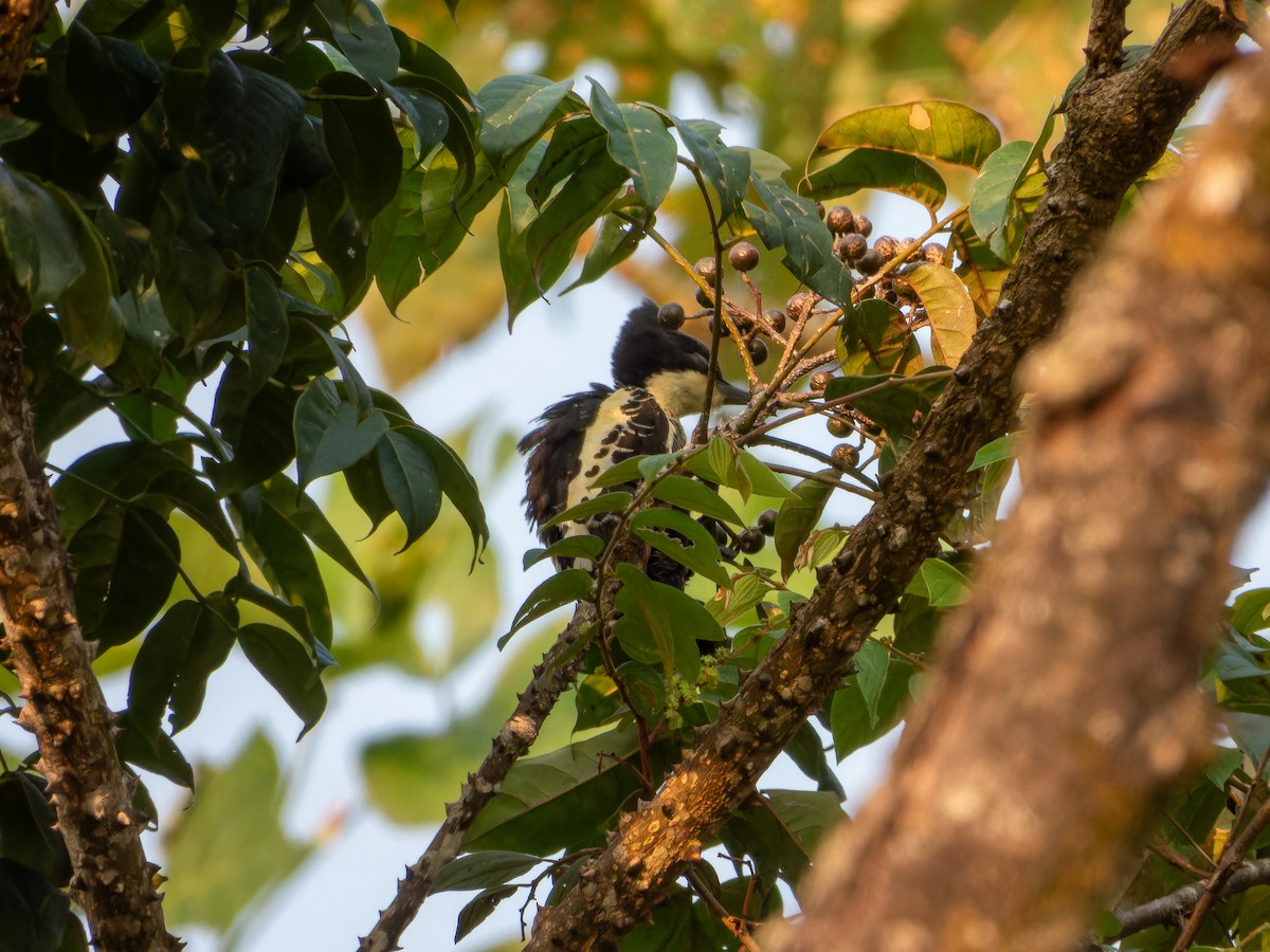 Pic canente - ML643494307