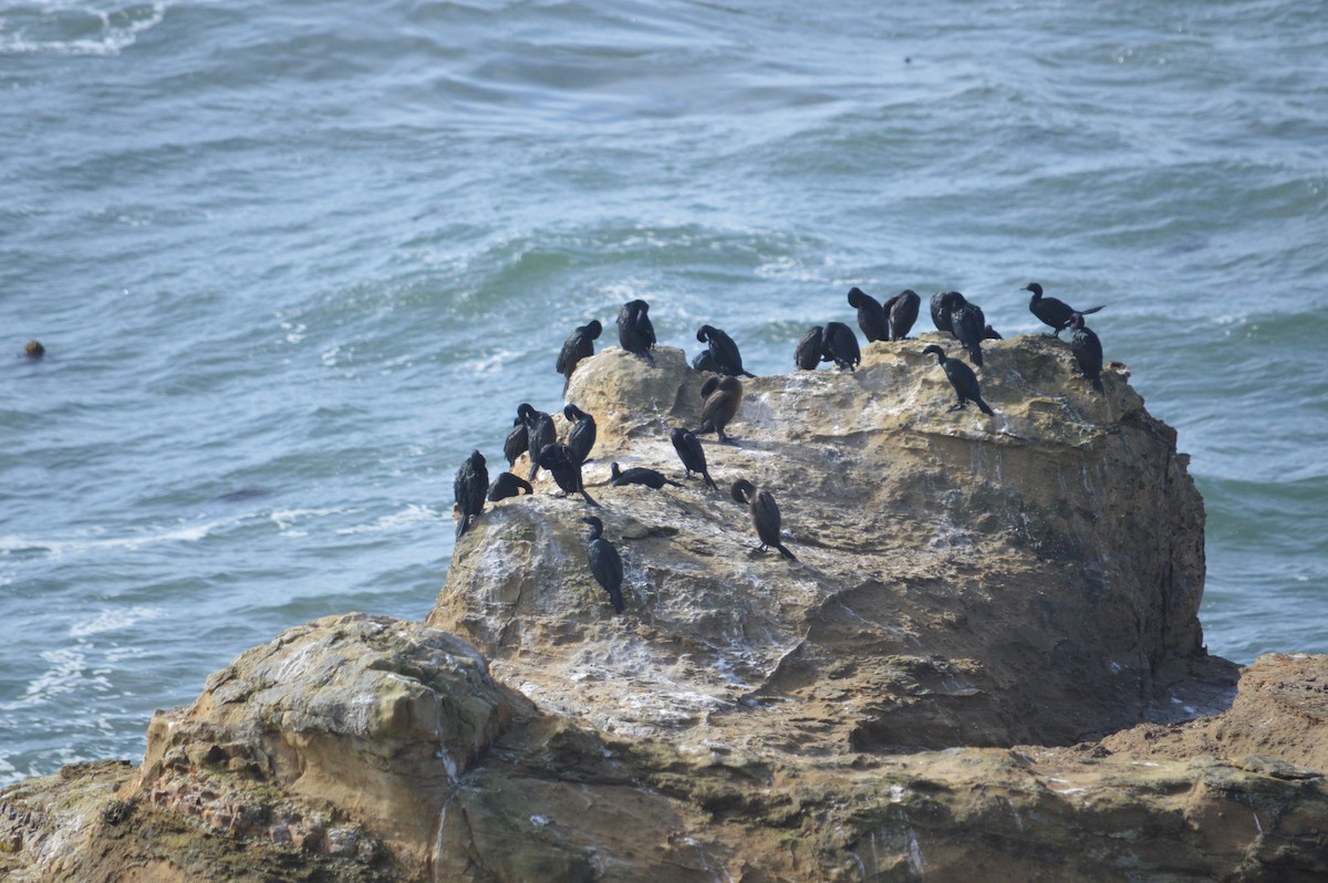 Pelagic Cormorant - ML643494308