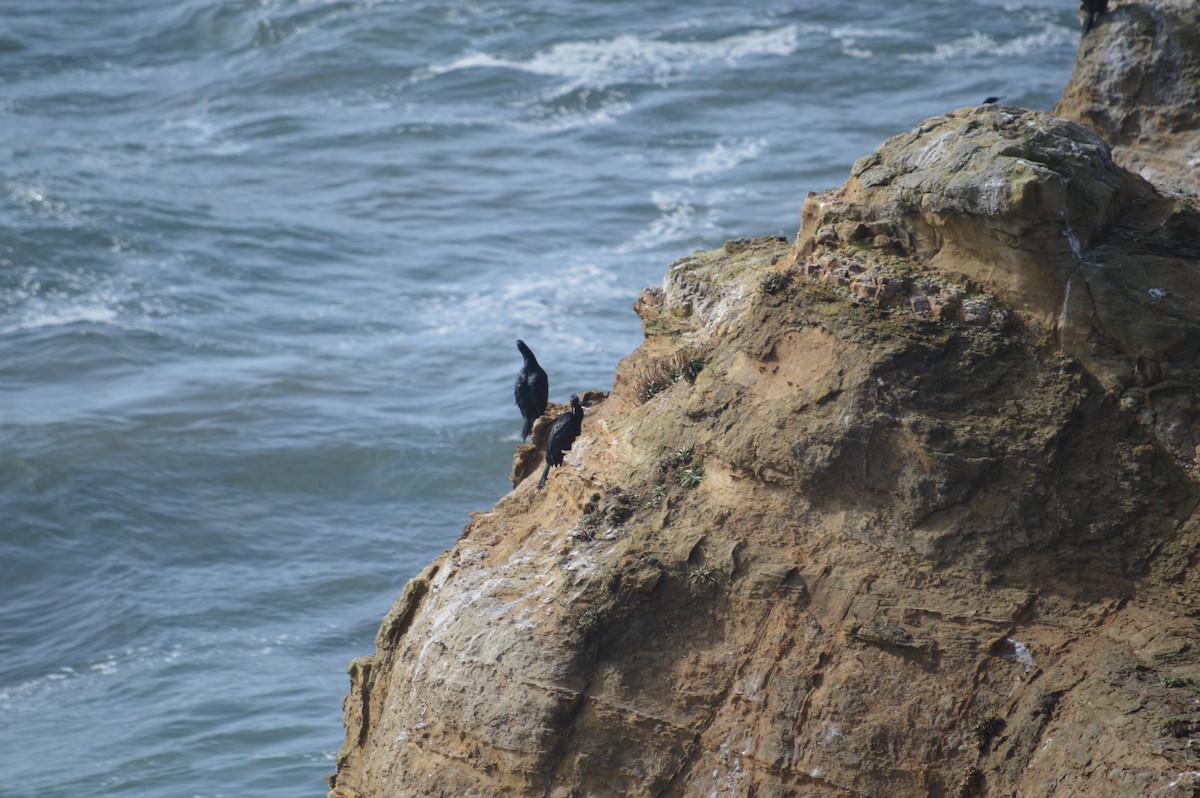 Pelagic Cormorant - ML643494309