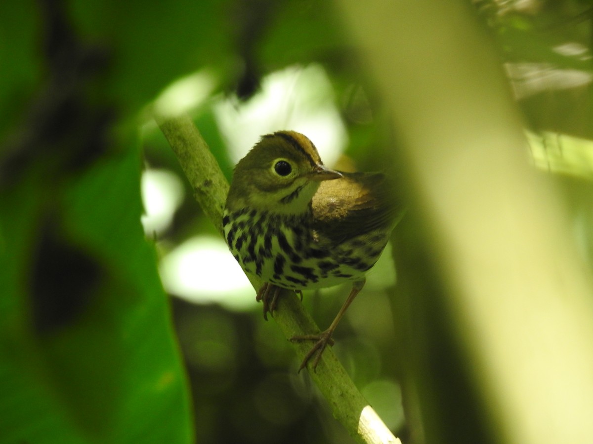 Ovenbird - ML643494312