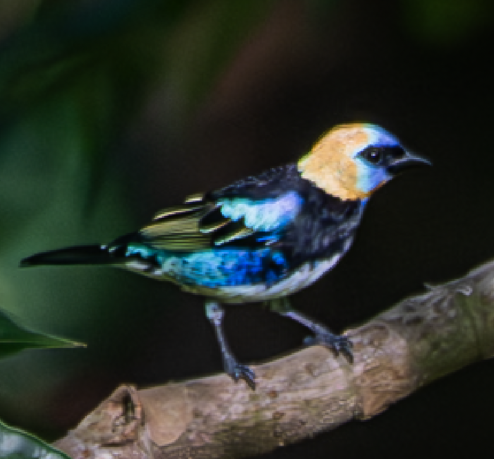 Golden-hooded Tanager - ML643494321