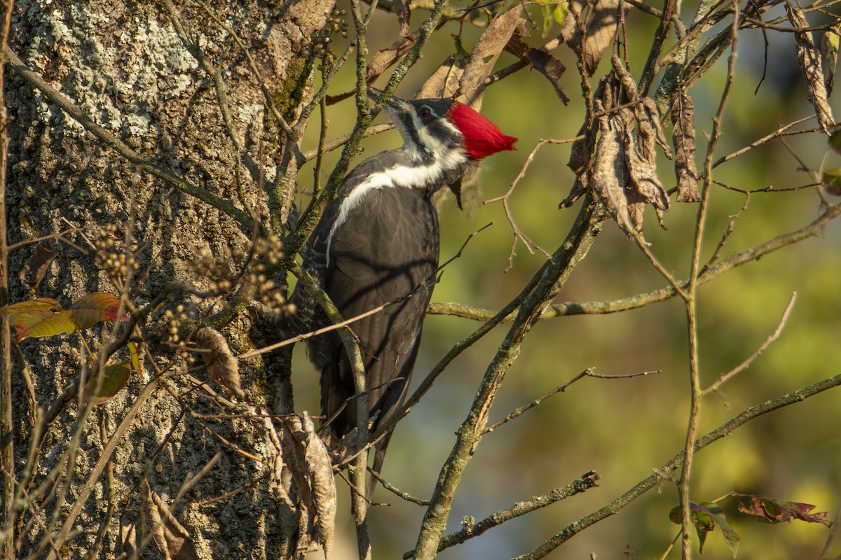 Pileated Woodpecker - ML643494322