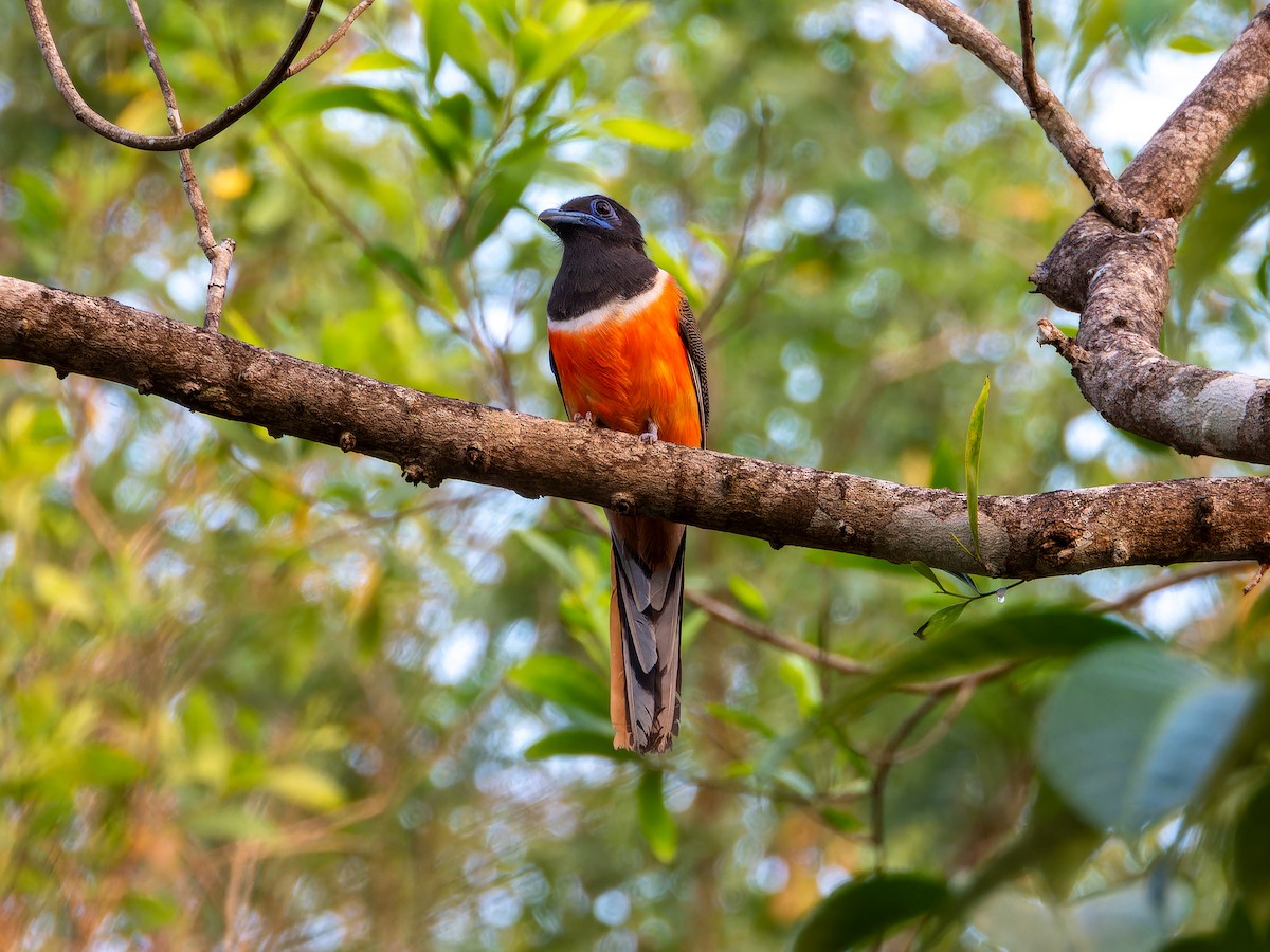 Malabar Trogon - ML643494331