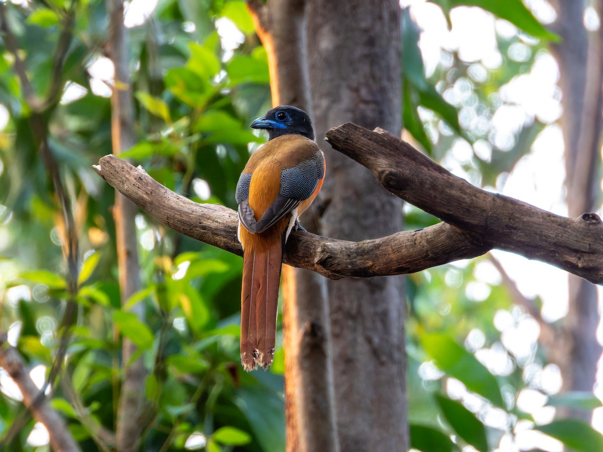Malabar Trogon - ML643494332