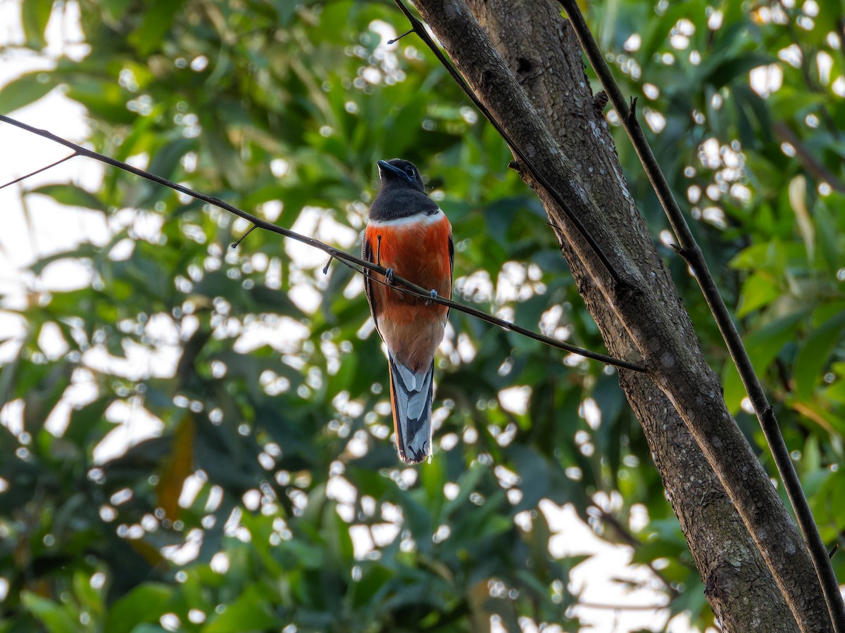 Malabar Trogon - ML643494333