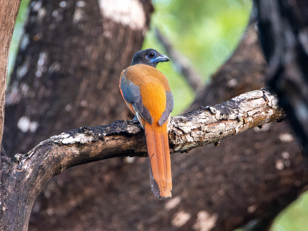 Malabar Trogon - ML643494335