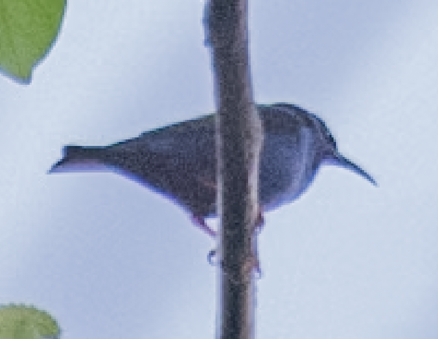 Red-legged Honeycreeper - ML643494337