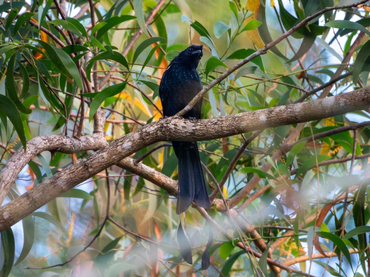 Greater Racket-tailed Drongo - ML643494345