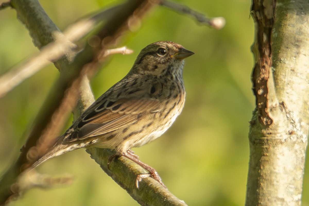 Lincoln's Sparrow - ML643494346