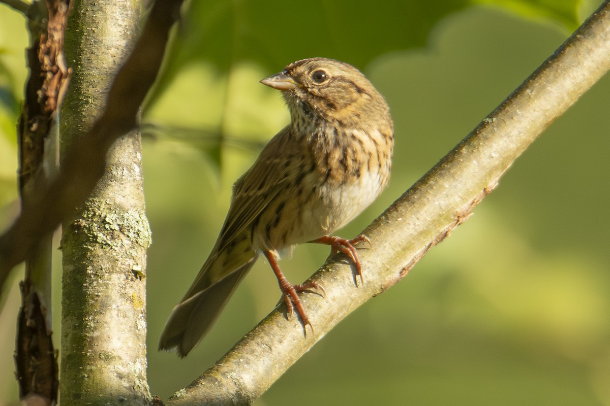 Lincoln's Sparrow - ML643494347