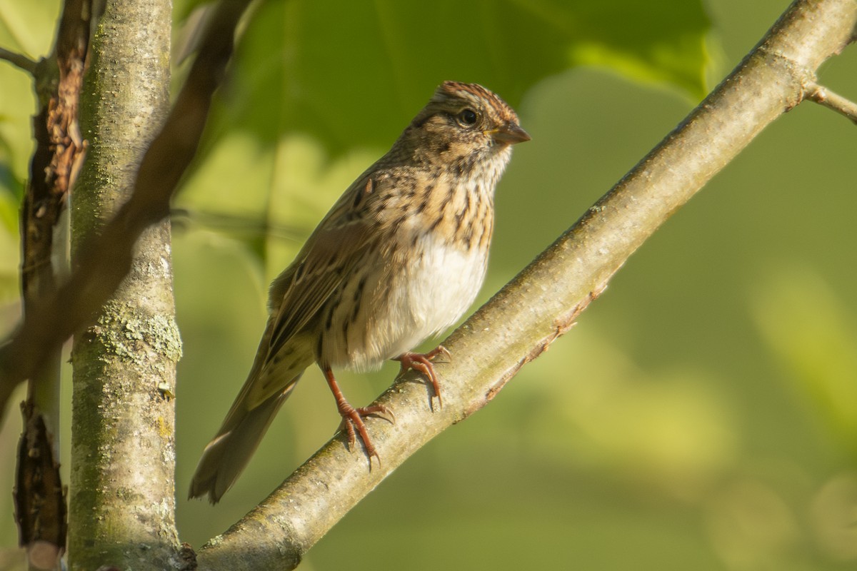 Lincoln's Sparrow - ML643494351