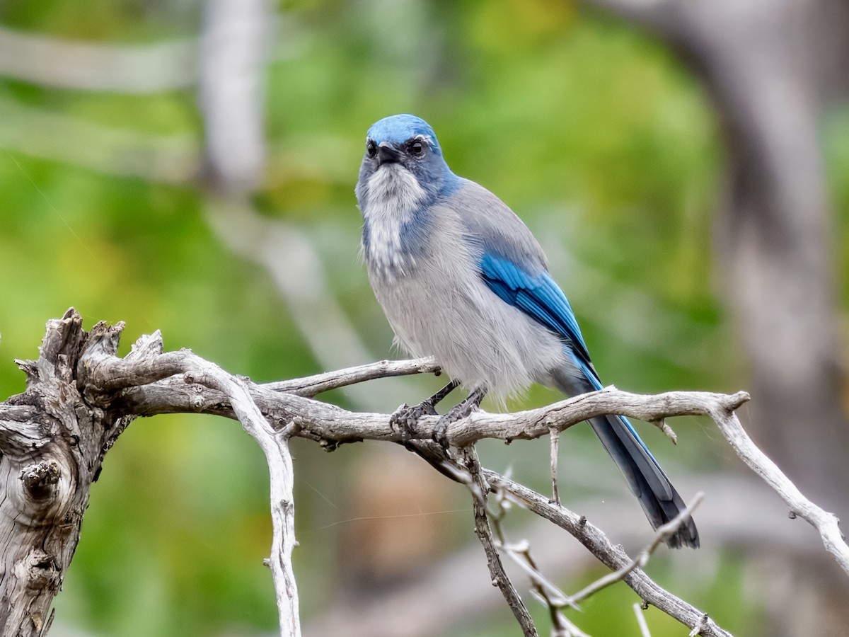 Woodhouse's Scrub-Jay - ML643494355