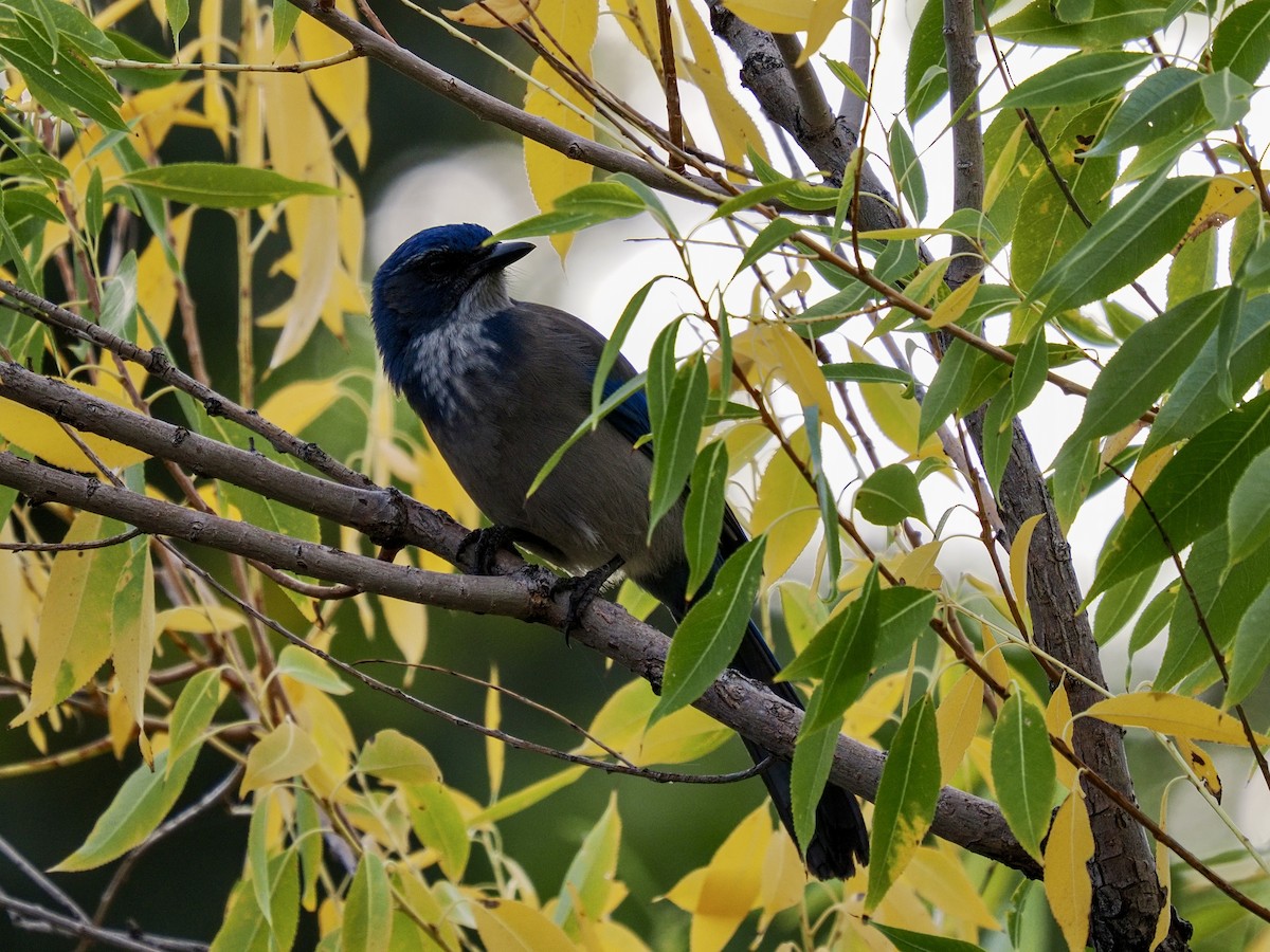 Woodhouse's Scrub-Jay - ML643494356