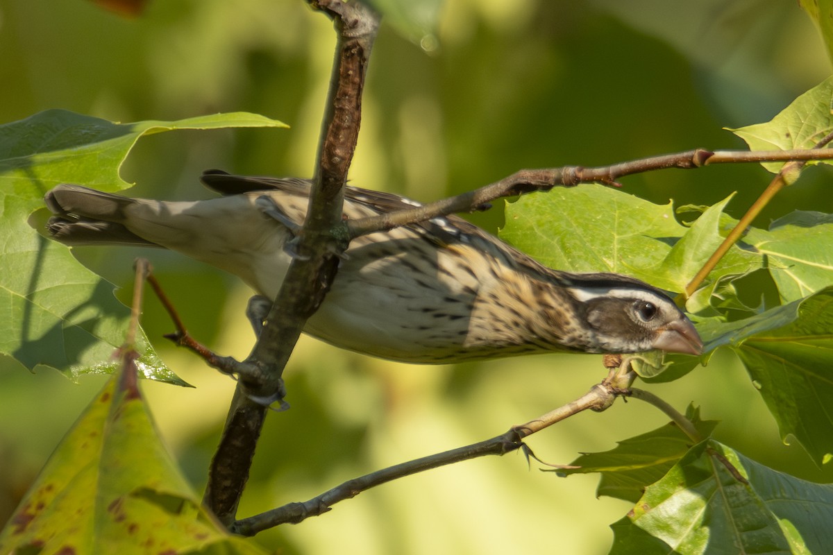 Rose-breasted Grosbeak - ML643494364