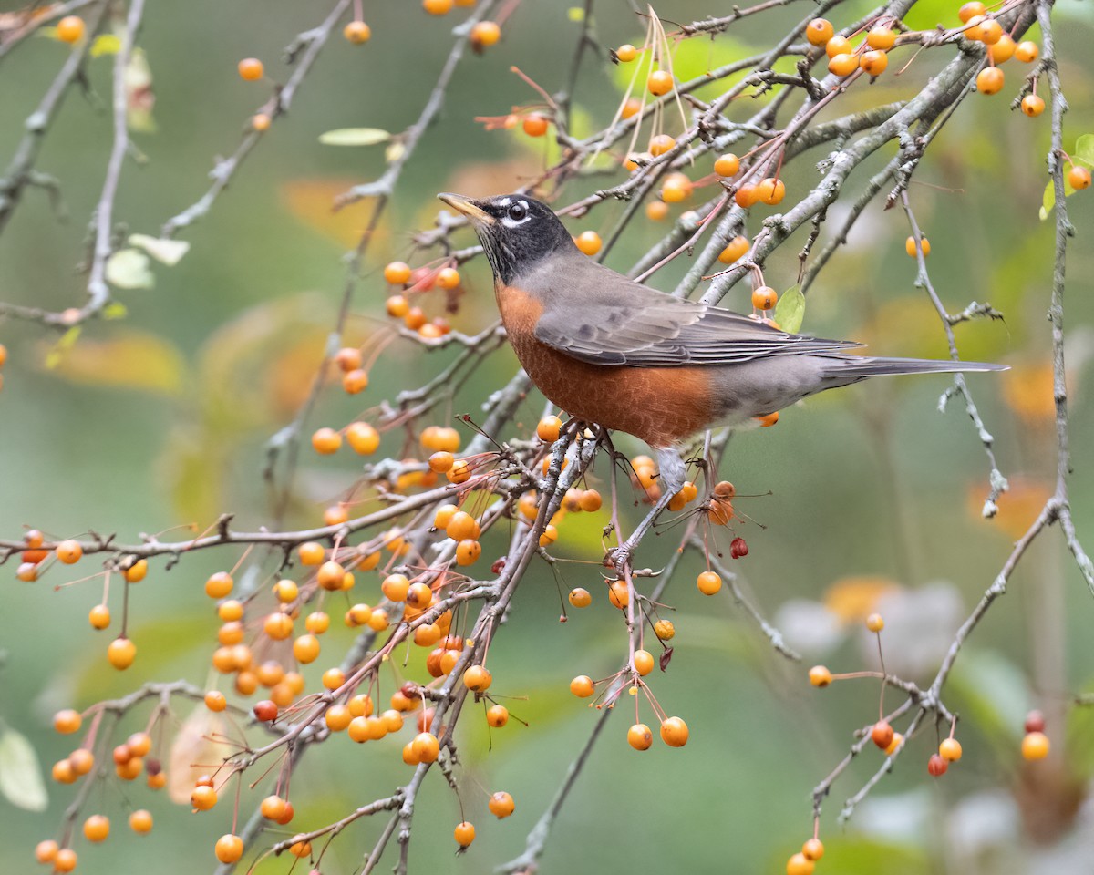 Göçmen Ardıç - ML643494371