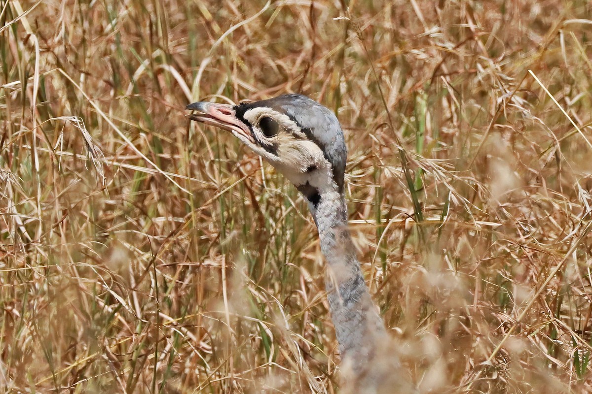 White-bellied Bustard - ML643494373