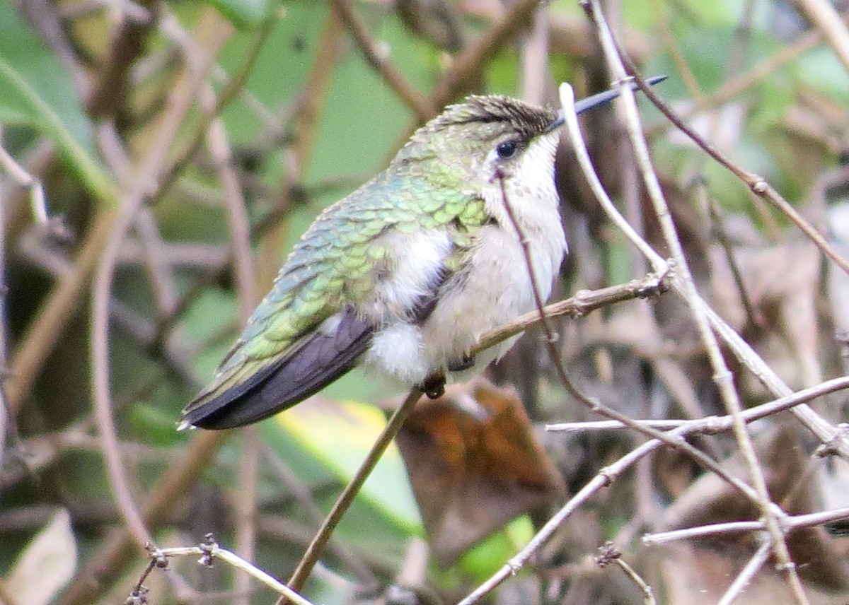 Ruby-throated Hummingbird - ML643494384