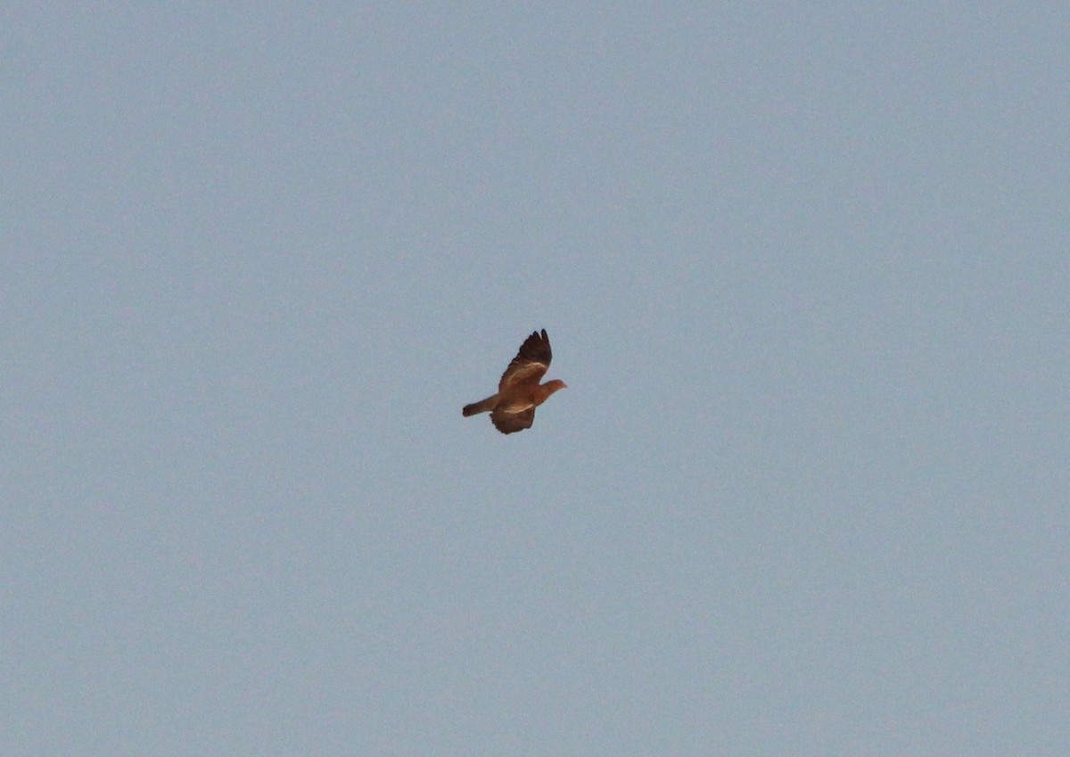 Pale-vented Pigeon - ML643494397