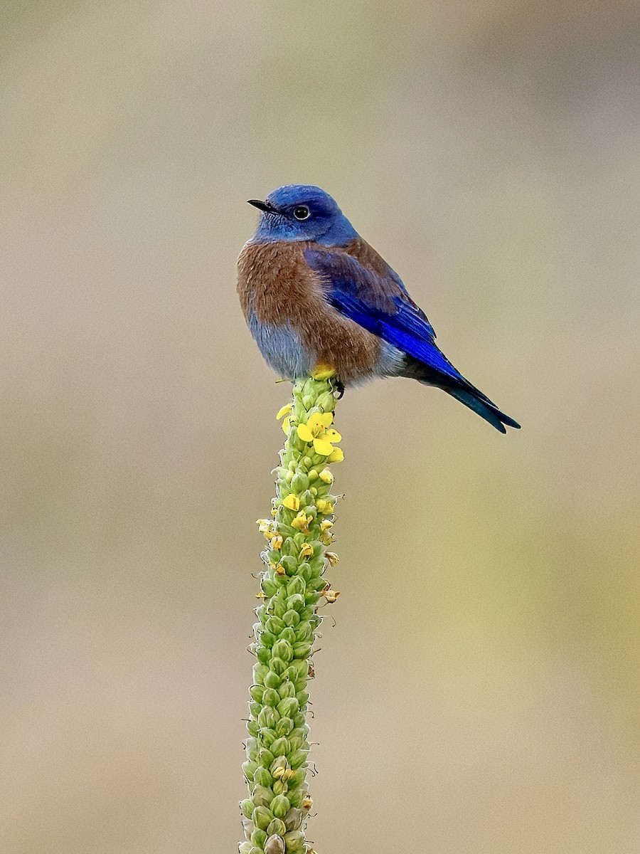 Western Bluebird - ML643494411