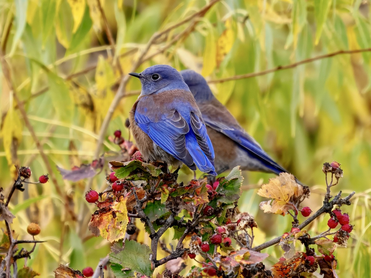 Western Bluebird - ML643494412