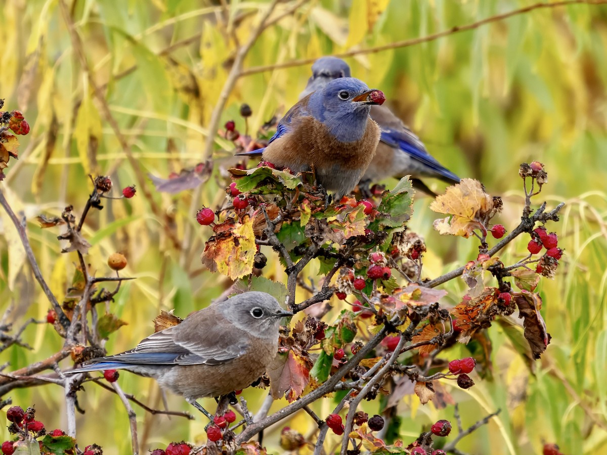 Western Bluebird - ML643494413