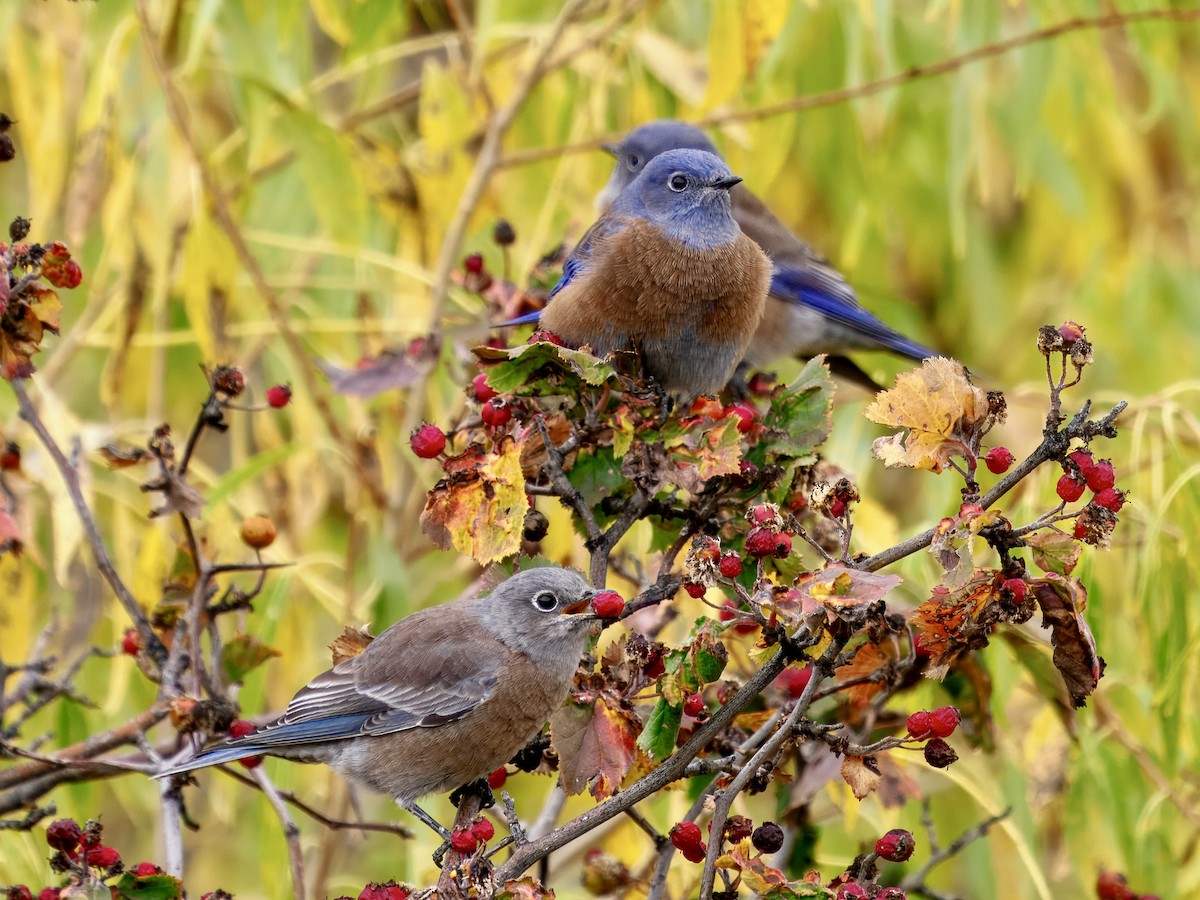 Western Bluebird - ML643494414