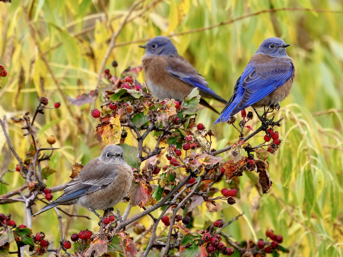 Western Bluebird - ML643494415