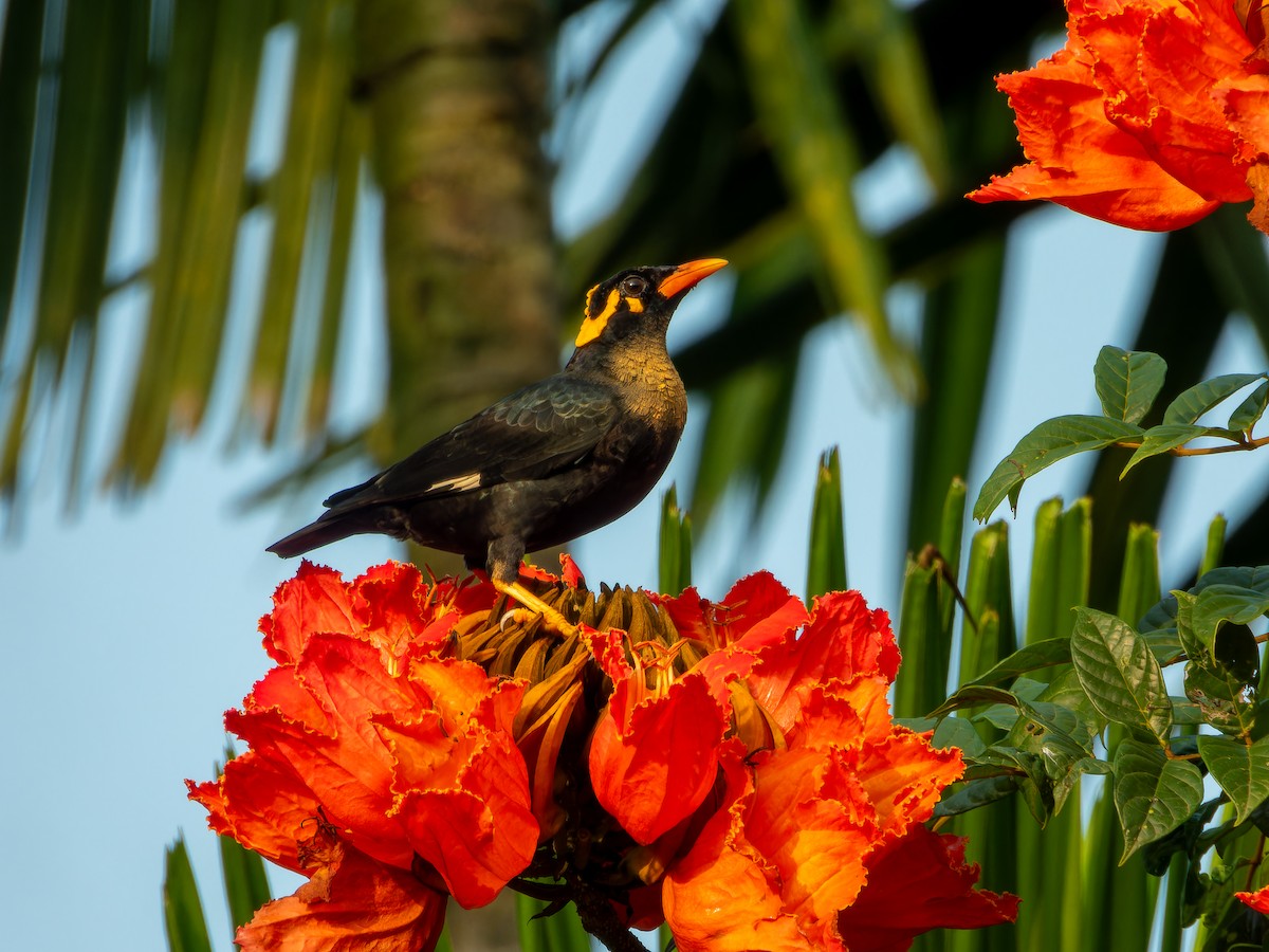 Southern Hill Myna - ML643494421