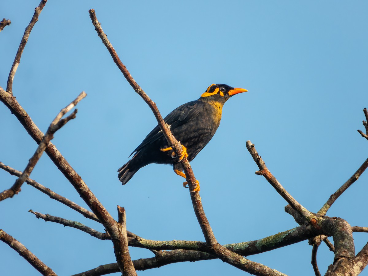 Southern Hill Myna - ML643494422