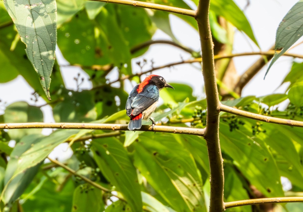 Scarlet-backed Flowerpecker - ML643494424