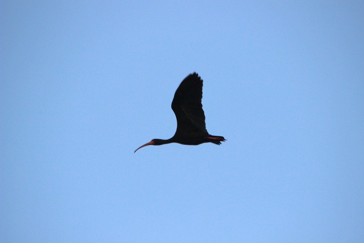 Bare-faced Ibis - ML643494427