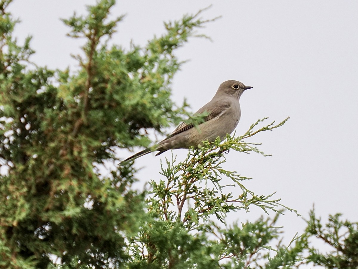 Townsend's Solitaire - ML643494433