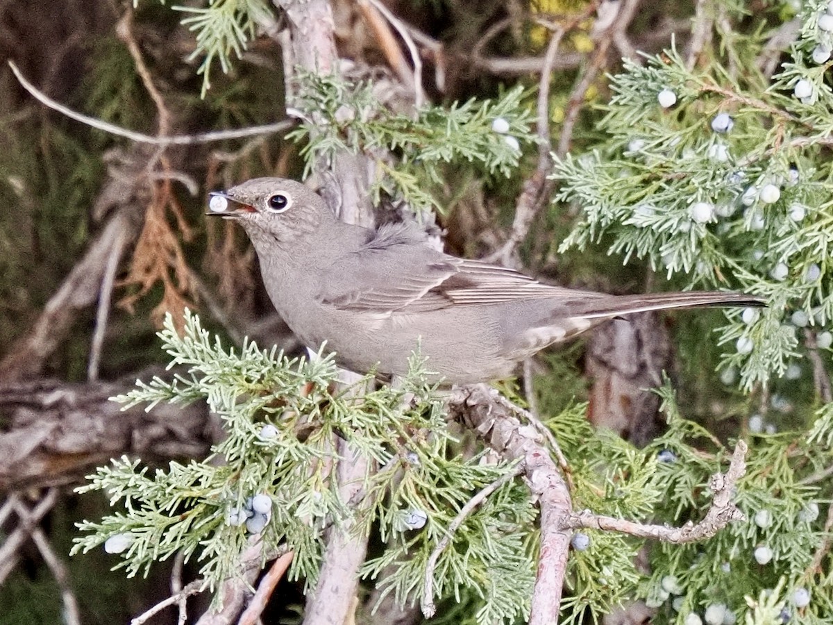 Townsend's Solitaire - ML643494434