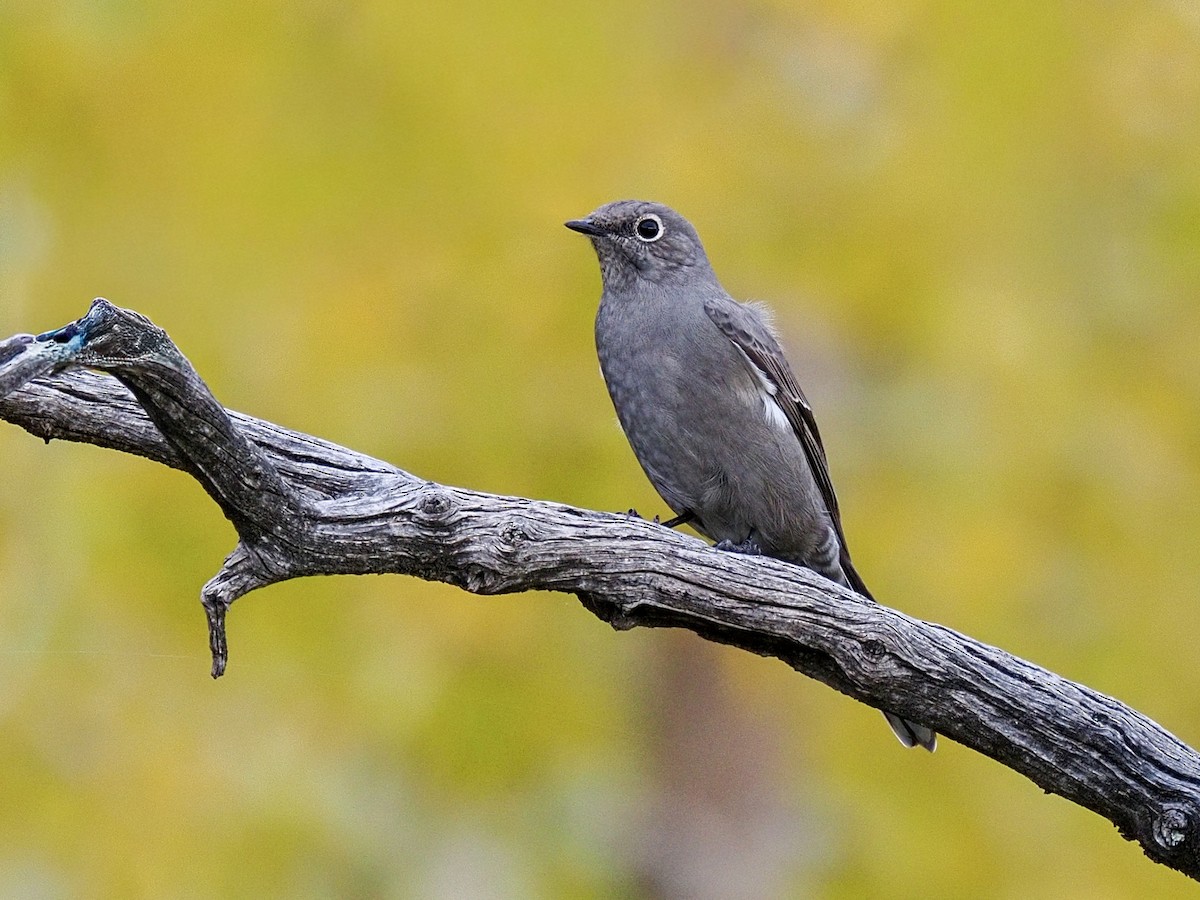 Townsend's Solitaire - ML643494435