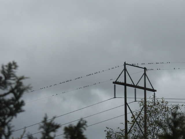 European Starling - ML643494440