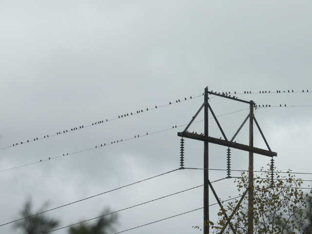 European Starling - ML643494441