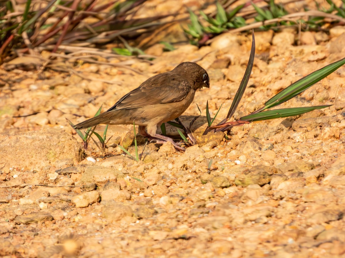 Scaly-breasted Munia - ML643494443