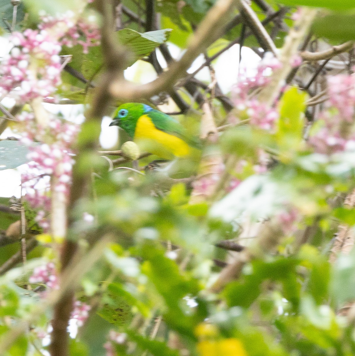 Blue-naped Chlorophonia - ML643494445