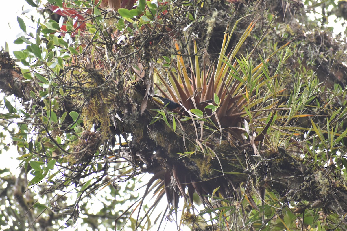 カオグロハナサシミツドリ - ML643494453