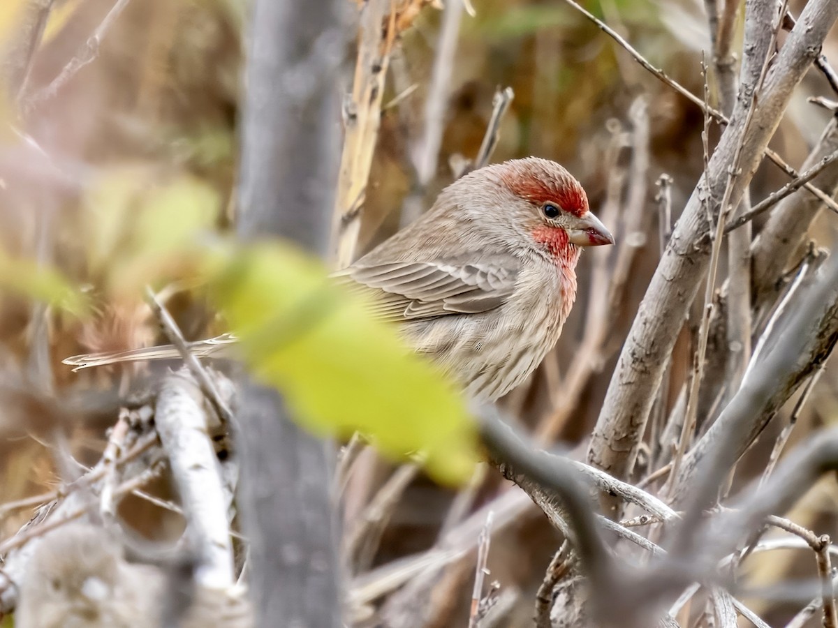 House Finch - ML643494462