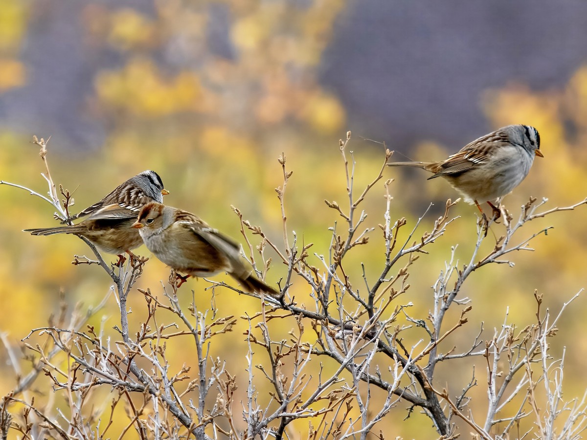 White-crowned Sparrow (Gambel's) - ML643494474