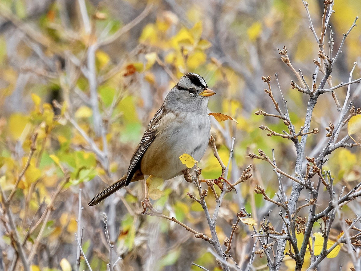 White-crowned Sparrow (Gambel's) - ML643494475